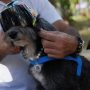 Motor-Biking Dog and Owner Help Hungry Street Dogs in Brazil