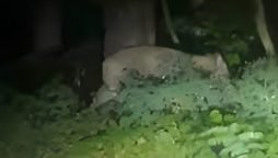 Lioness