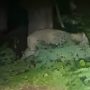 Lioness on the Loose in Germany Turns Out to be a Wild Boar