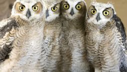 Baby Owls Rescued After Guns N’ Roses Concert