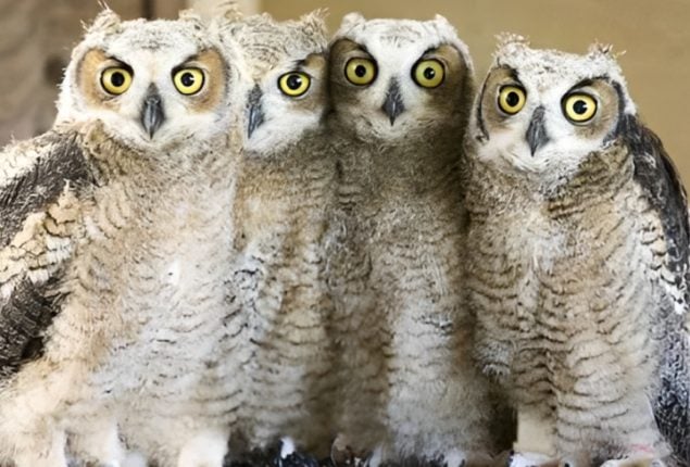 Baby Owls Rescued After Guns N’ Roses Concert
