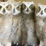Baby Owls Rescued After Guns N’ Roses Concert