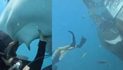 Watch: Divers Rescue 5 Trapped Whale Sharks at Risk