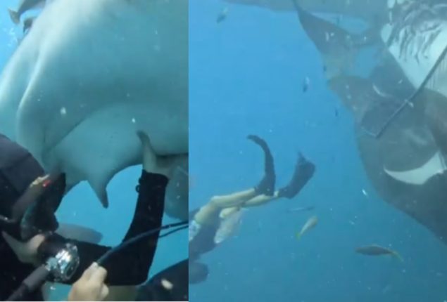 Whale Sharks