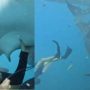 Watch: Divers Rescue 5 Trapped Whale Sharks at Risk