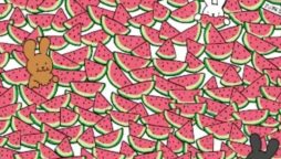 Find the 5 Seedless Watermelons for the Bunnies?