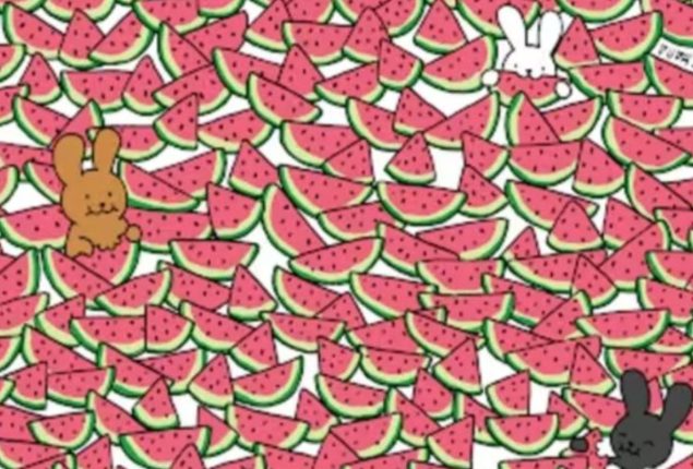 Find the 5 Seedless Watermelons for the Bunnies?