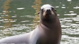 Watch Video: Adorable Sea Lions Amaze Tourists