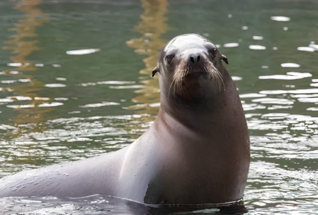 Sea Lions