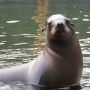 Watch Video: Adorable Sea Lions Amaze Tourists