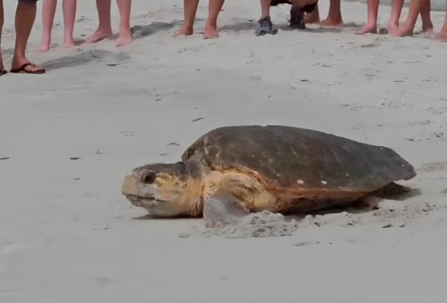 loggerhead sea turtle