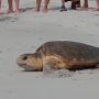 Loggerhead Turtle’s Unusual Beach Nesting in Crowded Area