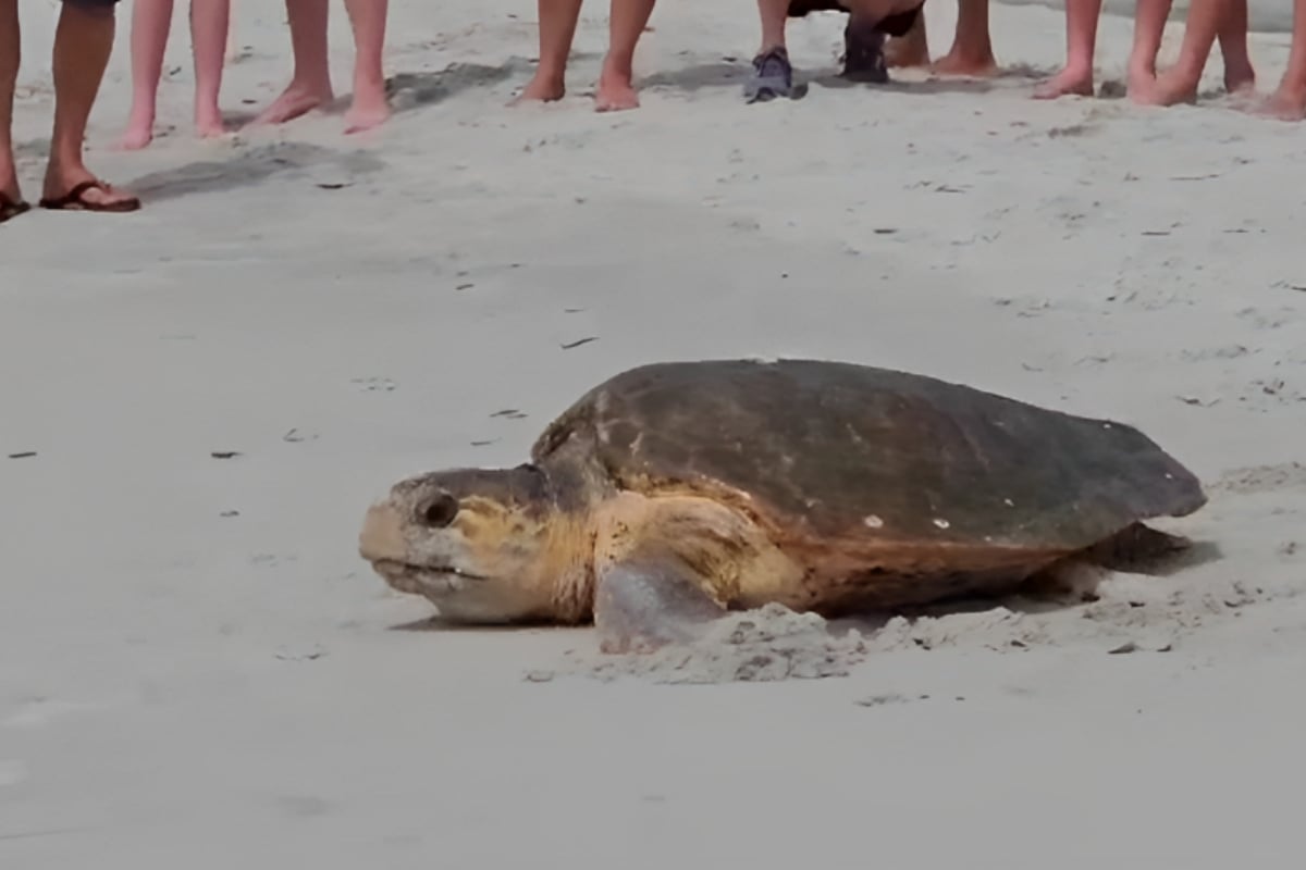 loggerhead sea turtle
