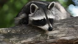 Viral Video: Raccoons Found on Vermont Couple’s Boat