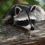 Viral Video: Raccoons Found on Vermont Couple’s Boat