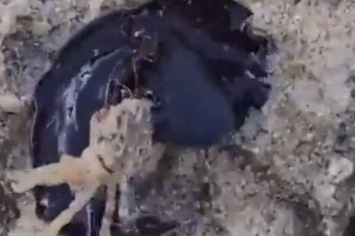 Mysterious Black Creature Devouring Crab Takes the Internet by Storm