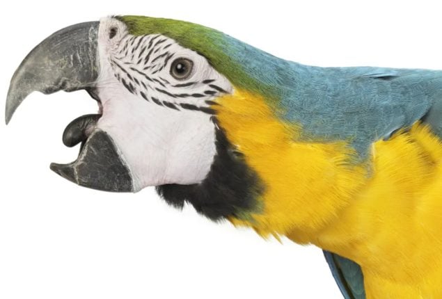 Police Confused by Screams, Discover Noisy Parrot Instead