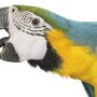 Police Confused by Screams, Discover Noisy Parrot Instead