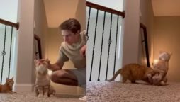 Viral Animal Videos: Envious Cat and Opera-Singing Dog
