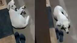 Dog’s Unbreakable Connection Shown in Emotional Video