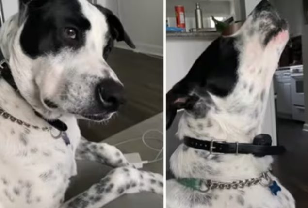 Talented Dog Sings
