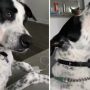 Talented Dog Sings Along to Opera on Laptop