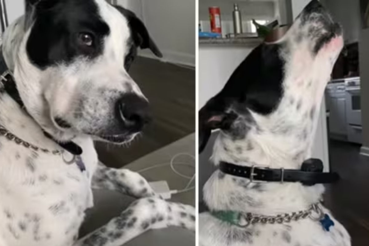 Talented Dog Sings