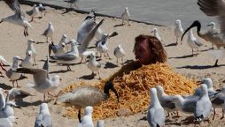 Seagull