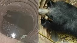 Bear