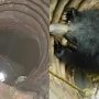 Rescue Operation: Bear Saved from Open Well