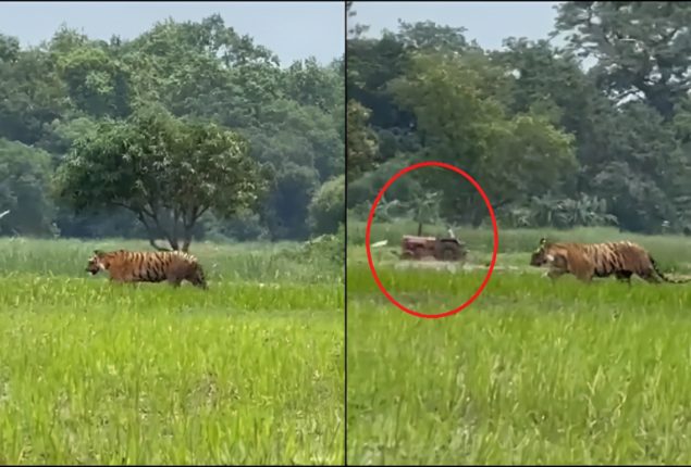Tiger