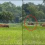 Incredible Encounter: Tiger Roams Freely as Farmer Ploughs Field