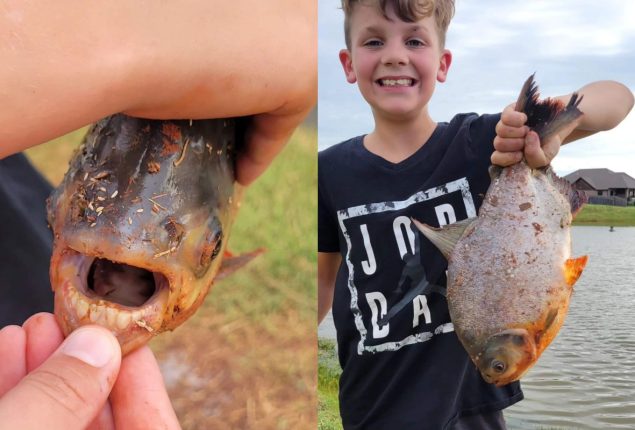 Tooth Fish