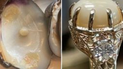 Rare Pearl Found in Clam Sparks Romantic Proposal