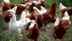 Chicken Bones: Proof of Humanity’s Reshaping of the Earth