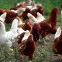 Chicken Bones: Proof of Humanity’s Reshaping of the Earth