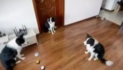 Dog Trains Two Canine Buddies with Recordable Pet Toy Buttons