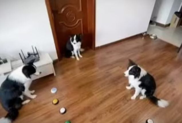 Dog Trains Canine Buddies