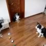 Dog Trains Two Canine Buddies with Recordable Pet Toy Buttons