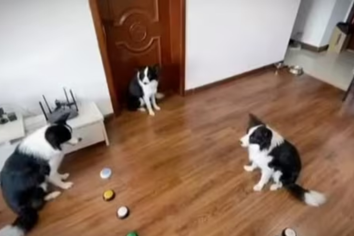 Dog Trains Canine Buddies