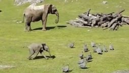 Baby Elephant Takes a Tumble While Chasing Birds