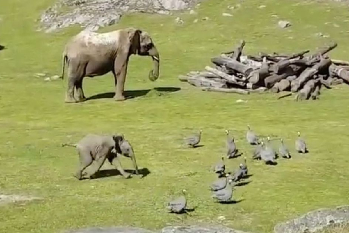 Baby Elephant Takes a Tumble While Chasing Birds