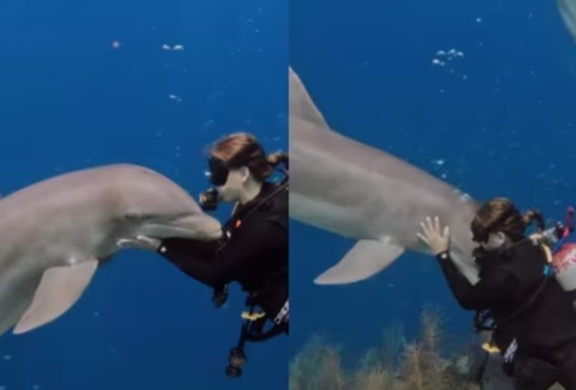 Heartwarming Video of Dolphin Hugging Woman Melts the Internet