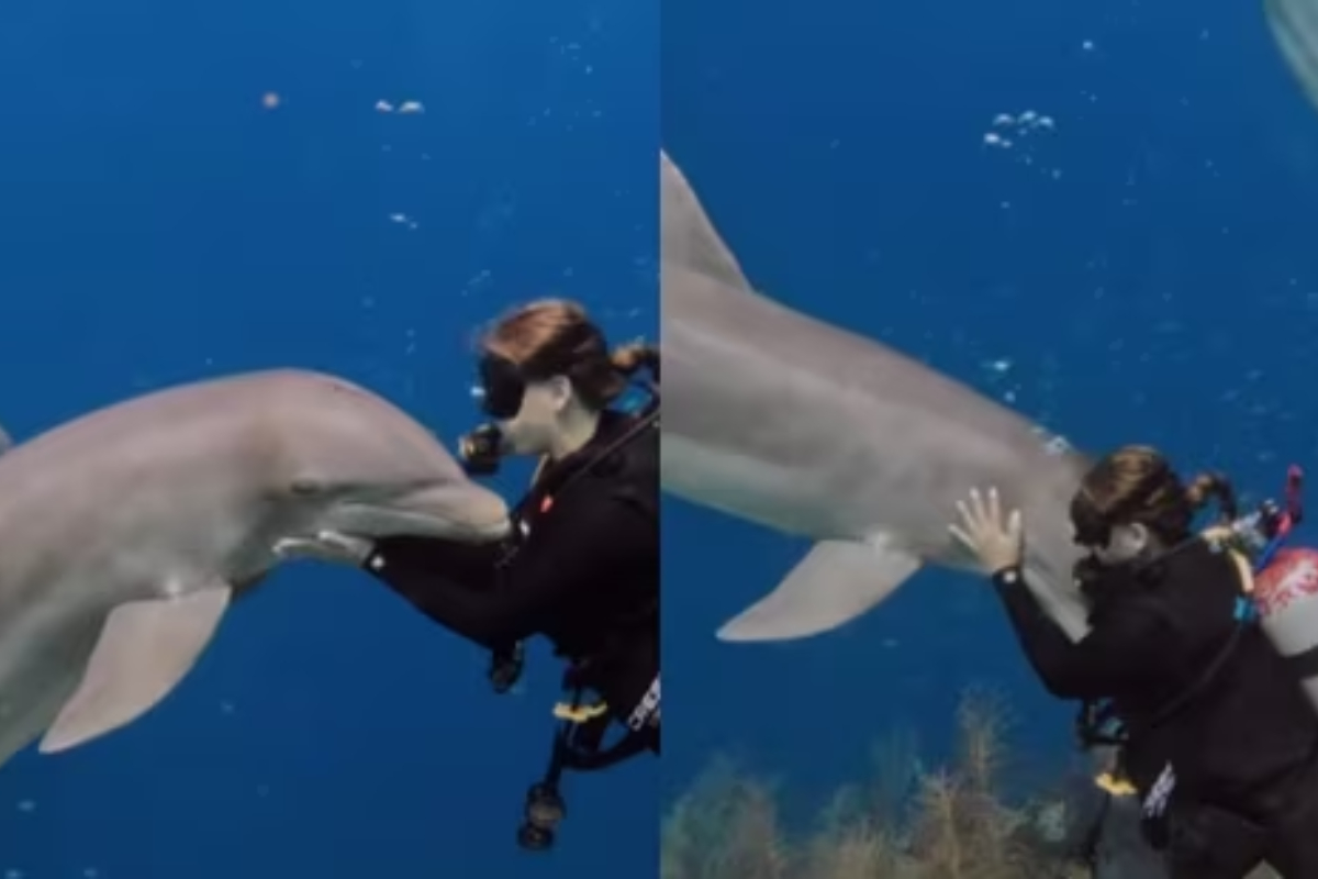 Heartwarming Video of Dolphin Hugging Woman Melts the Internet