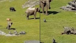 Adorable Newborn Elephant Chasing Birds: A Viral Delight