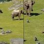 Adorable Newborn Elephant Chasing Birds: A Viral Delight
