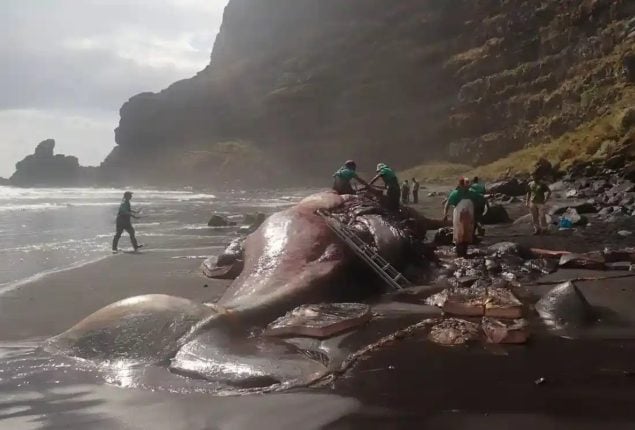 Scientists Find Floating Gold Inside Dead Whale Worth Over Rs. 137 Million