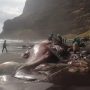Scientists Find Floating Gold Inside Dead Whale Worth Over Rs. 137 Million