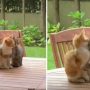 Watch: Adorable Kittens Share Heartwarming Embrace in Viral Video