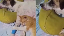 Heartwarming Friendship Between Dog and Cat Melts Hearts in Viral Video